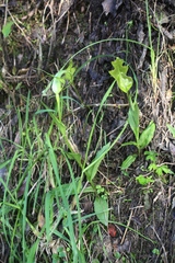 Pterostylis oliveri