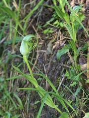 Pterostylis oliveri