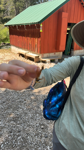 iNaturalist observation photo of Norton's Giant Ichneumonid Wasp