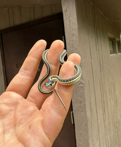 iNaturalist observation photo of Western Terrestrial Garter Snake