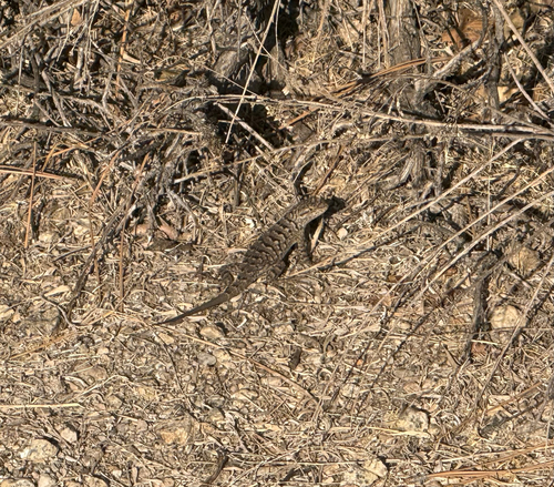 iNaturalist observation photo of Western Fence Lizard