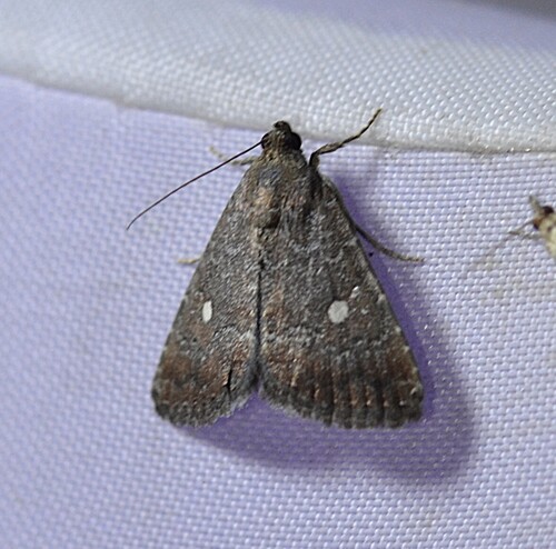 Eight-spot Moth photo 3