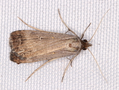 Tathorhynchus fallax