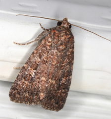 Hypoperigea tonsa