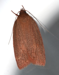 Enoplidia simplex