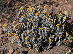 Helichrysum cylindriflorum