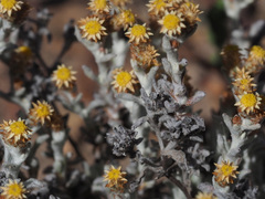 Helichrysum cylindriflorum