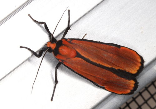 Cyana meyricki (Rothschild, 1901)