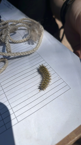 iNaturalist observation photo of Western Sheep Moth