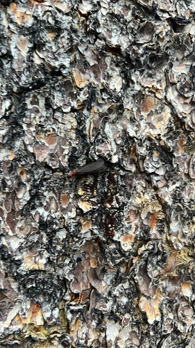 iNaturalist observation photo of Nevada Dampwood Termite