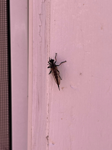 iNaturalist observation photo of Bentbristles