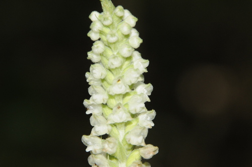 Downy rattlesnake plantain (Goodyera pubescens)