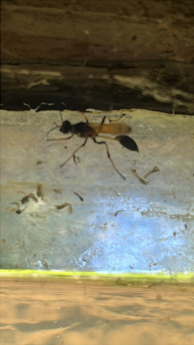 iNaturalist observation photo of Yellow-legged Mud-dauber Wasp