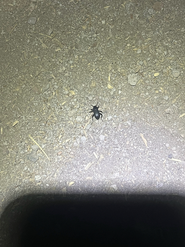 iNaturalist observation photo of California Broad-necked Darkling Beetle