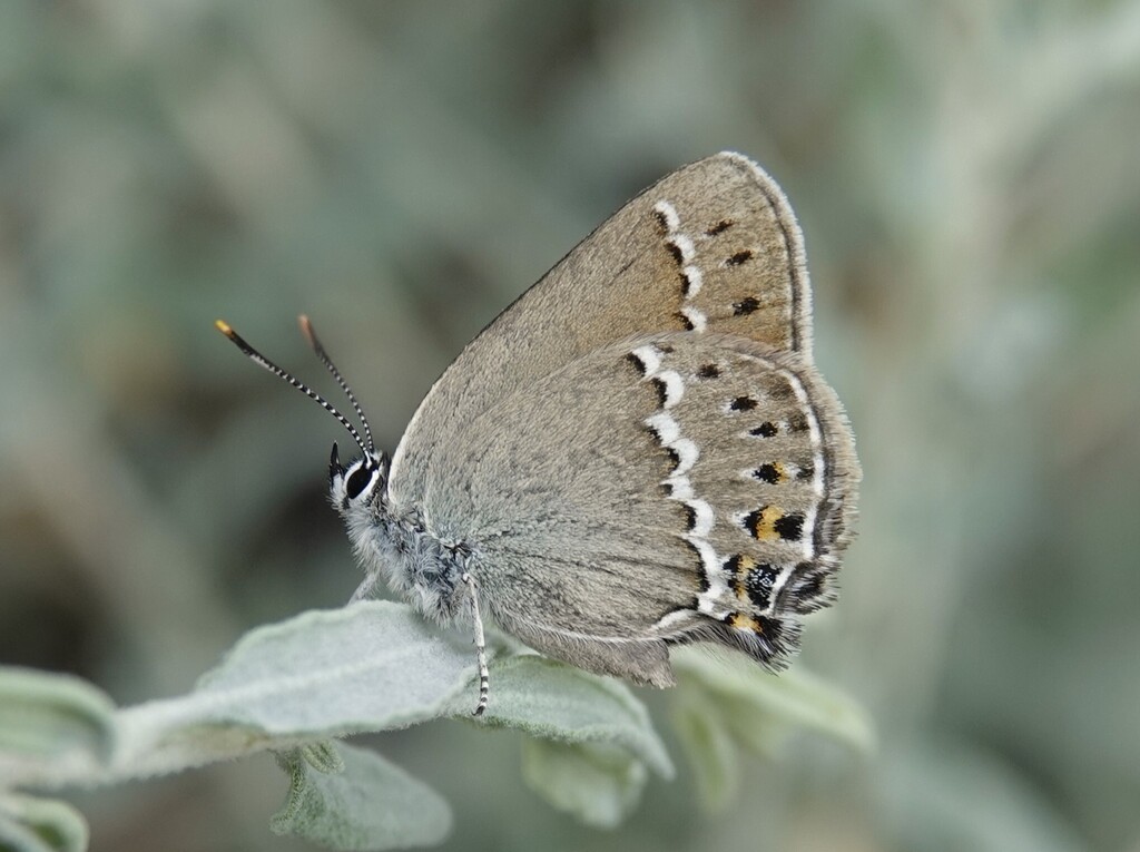 Satyrium acaudata