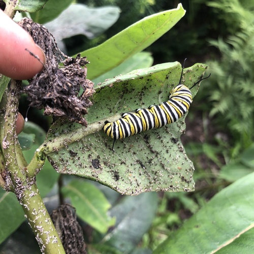 Monarch photographed in Pennsylvania