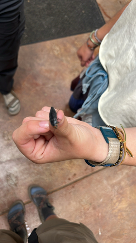 iNaturalist observation photo of Pink-faced jewel beetle
