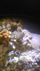 Myriolecis crenulata