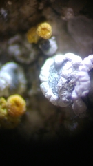 Myriolecis crenulata