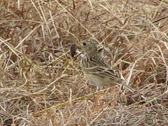Anthus spragueii