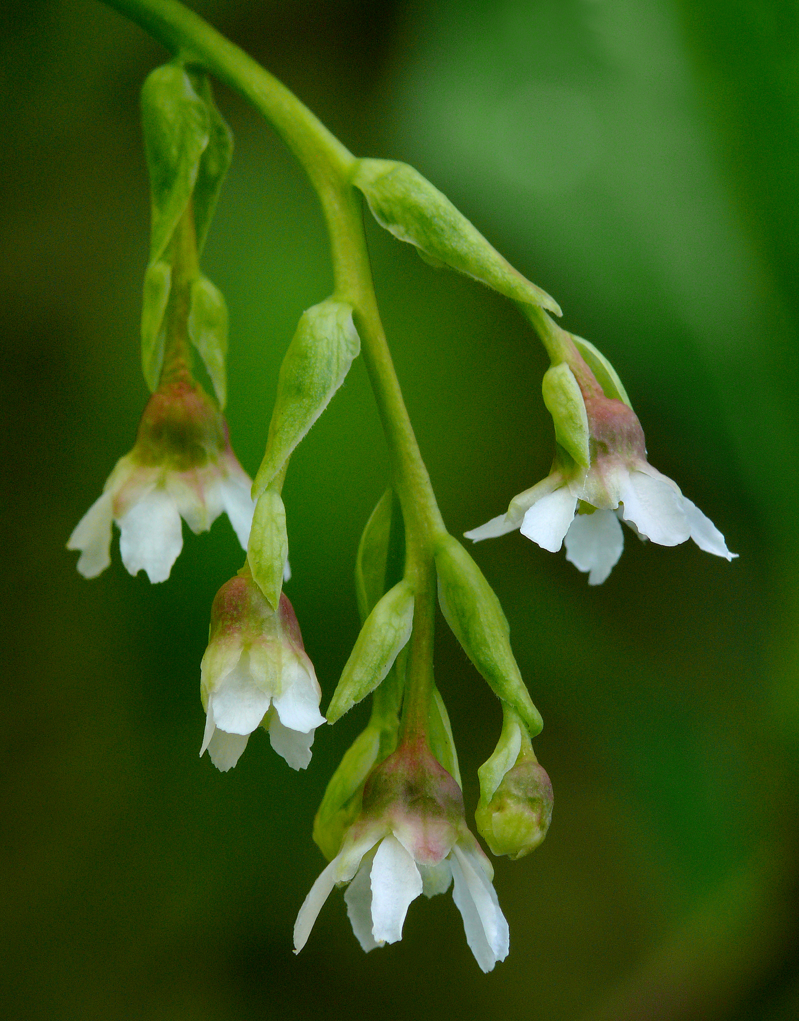 Oemleria