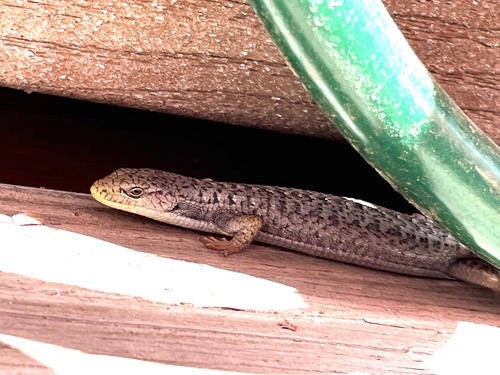 iNaturalist observation photo of Sierra Alligator Lizard