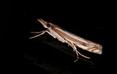 Anaclastis apicistrigellus