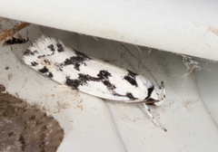 Lichenaula calligrapha