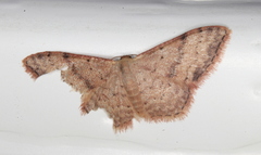 Idaea halmaea