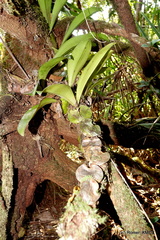 Bulbophyllum hamelinii image