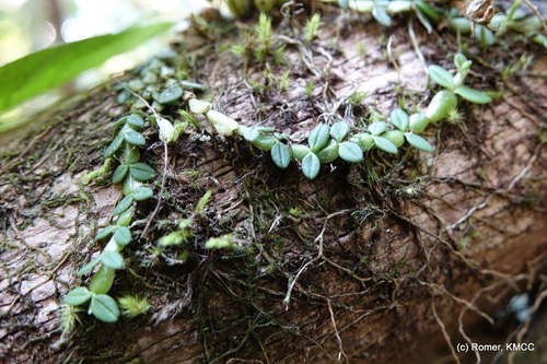 Bulbophyllum insolitum image