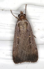 Tathorhynchus fallax