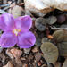 Sedopsis filsonii - Photo (c) John Barkla, algunos derechos reservados (CC BY), subido por John Barkla