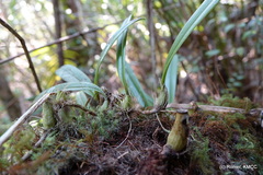 Bulbophyllum cyclanthum