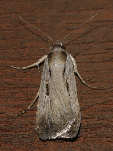 Alfalfa Looper Moth