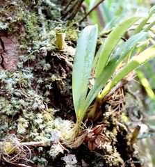 Bulbophyllum cyclanthum