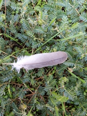 Streptopelia decaocto