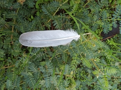 Streptopelia decaocto