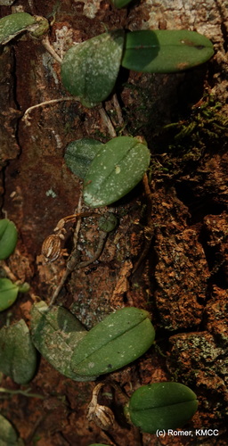 Bulbophyllum jackyi image