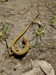 Gerrhonotus ophiurus