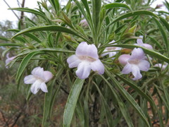 Eremophila freelingii
