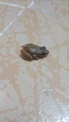 Eleutherodactylus cystignathoides