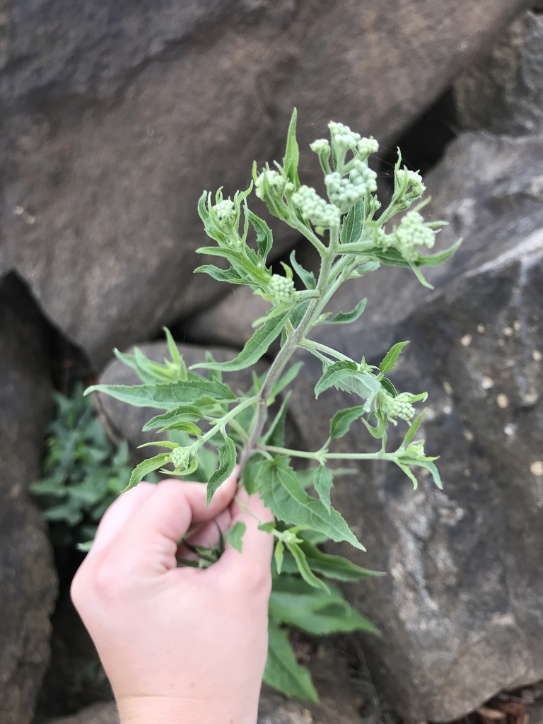 late-boneset-from-1055-bay-ave-columbus-ga-us-on-october-14-2019-at