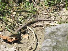 Rainbow Ameiva photo 4