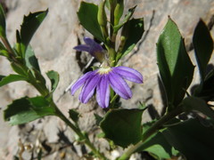 Scaevola glabrata