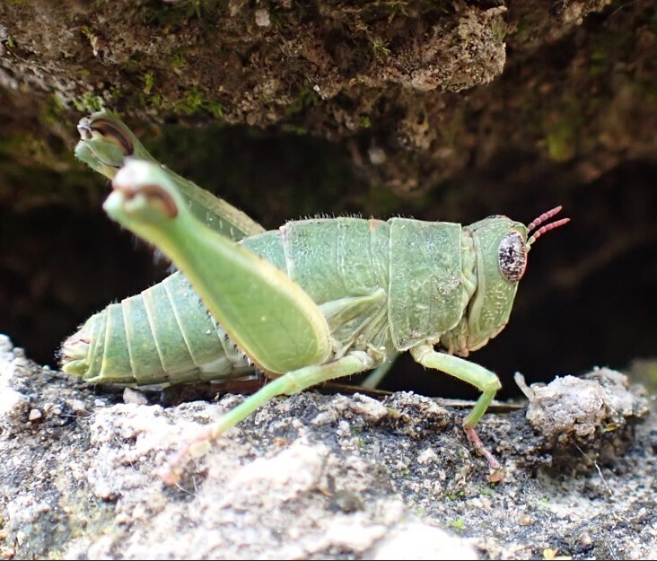 Lophothericles disparilis