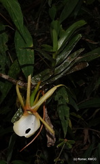 Angraecum viguieri image