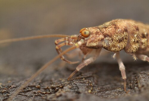 Jumping Bristletail photo 6
