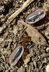 Cossyphus hoffmannseggi