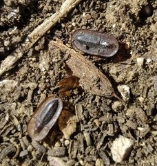 Cossyphus hoffmannseggi